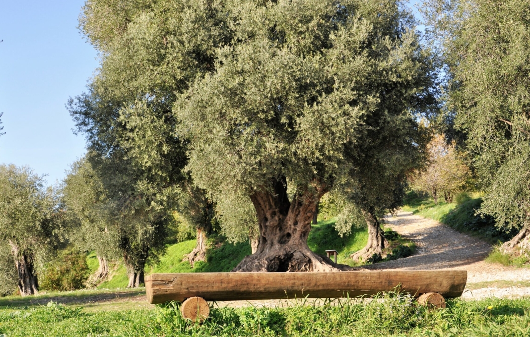 Un véritable poumon vert à Nice