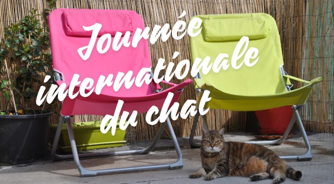 Journée internationale du chat